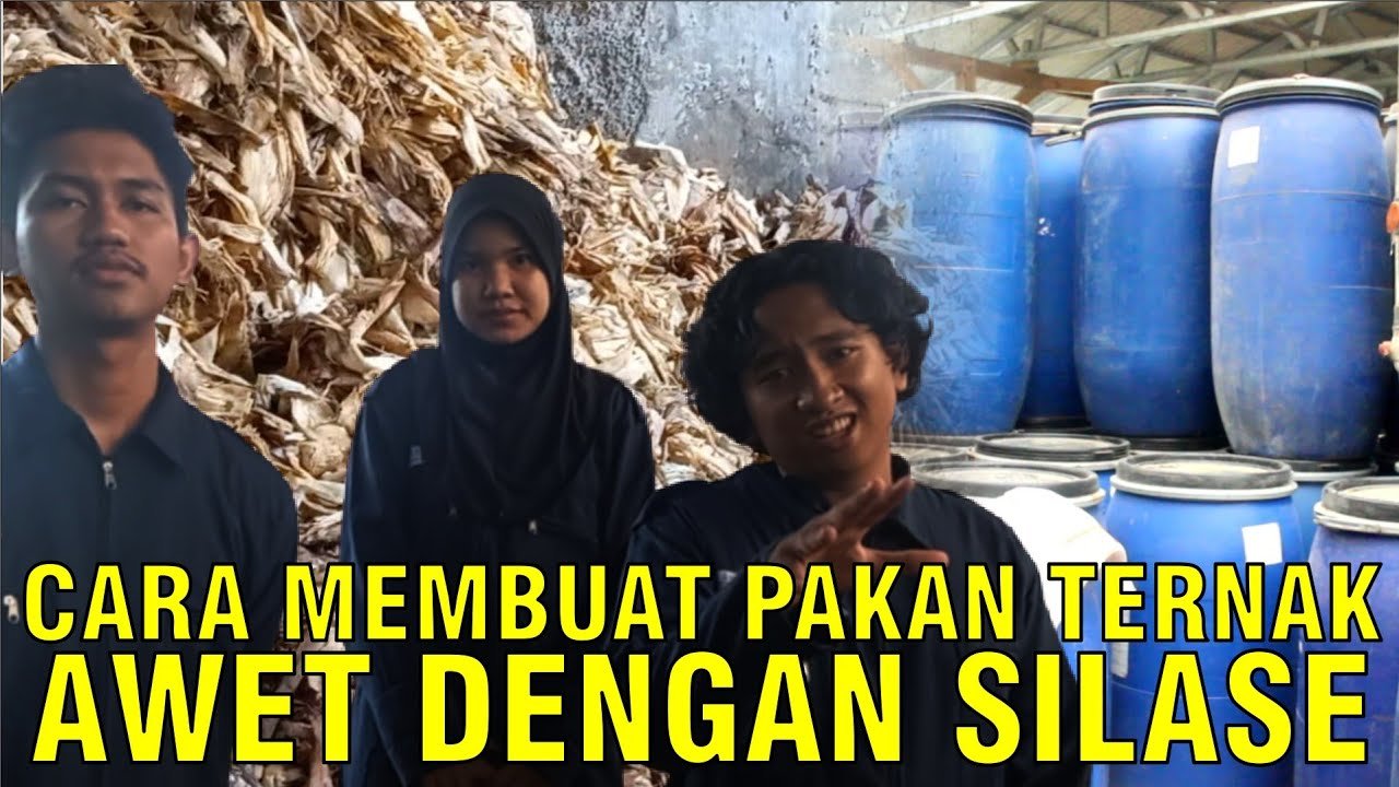 
                                 Silase-Pakan-Ternak-Awet-Tingkatkan-Nutrisi